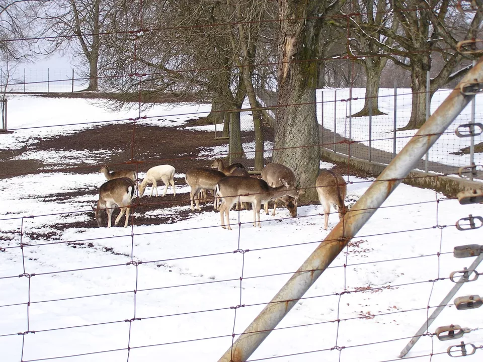 Knotengitterzaun_8v32chgt4i6m.jpg Knotengitterzaun_8v32chgt4i6m.jpg