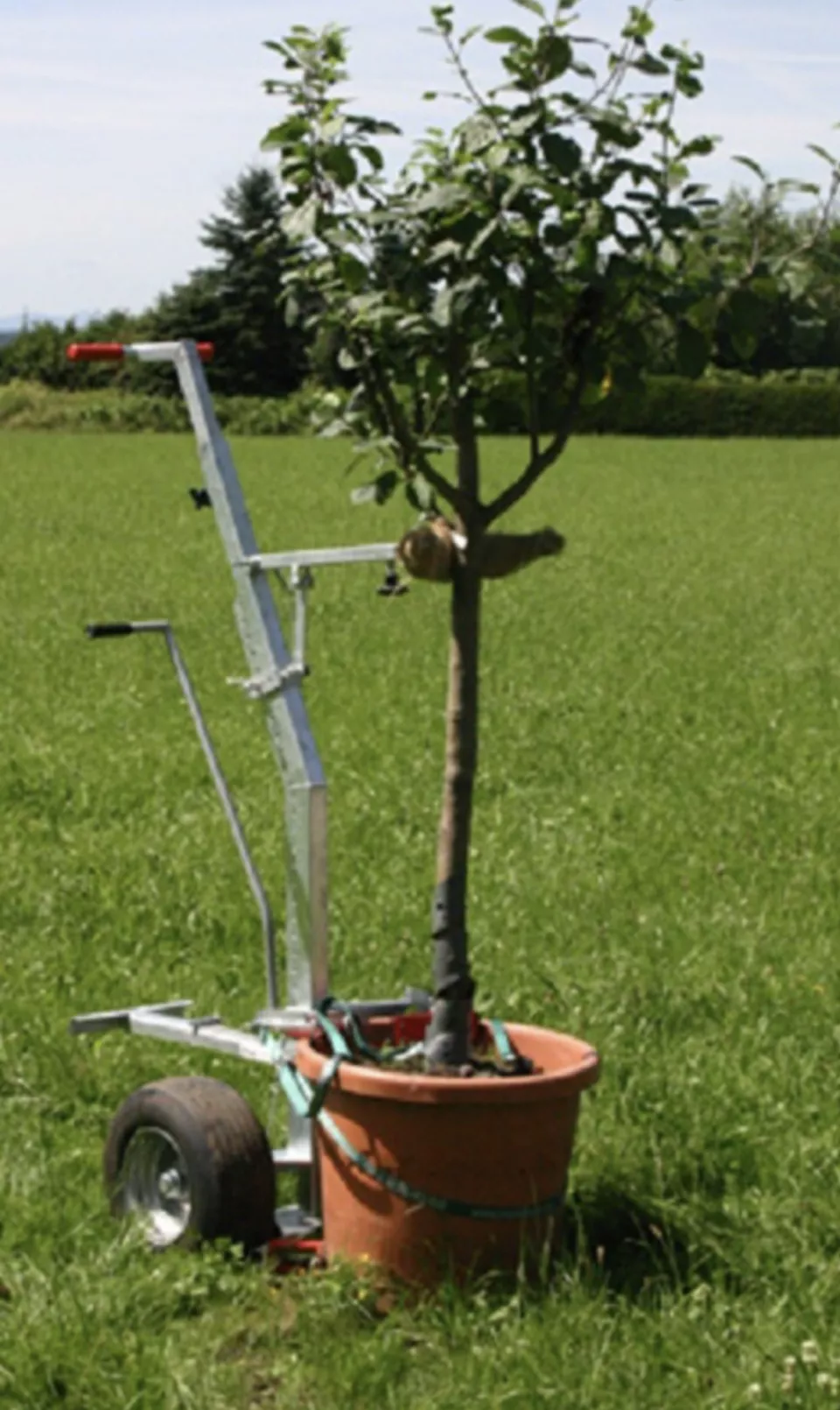 Stammhalter.jpg Stammhalter.jpg