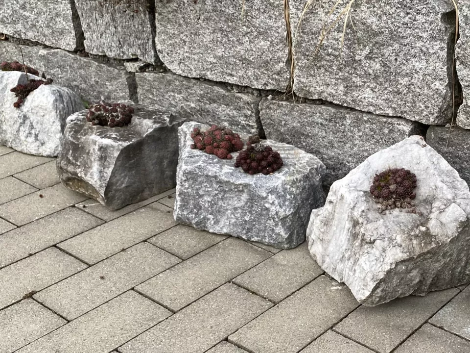 Pflaenzlisteine2.jpg Pflaenzlisteine2.jpg